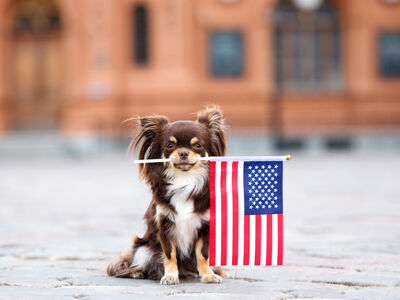 American Spirit